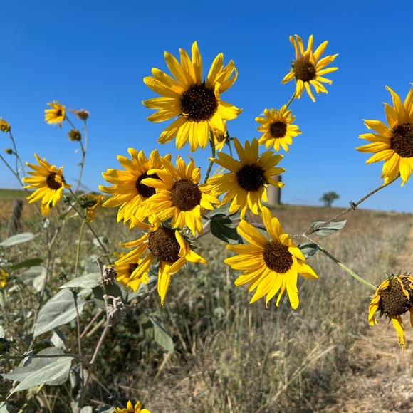 Meet your Posher, Cayenne - Picture 1 of 1